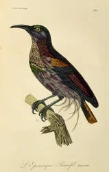 Mladý samec Paradise Riflebird (Ptiloris paradiseus), rytina z Natural History of Birds of Paradise a Epimagues