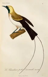 Mladý samec rajky (Paradisaea minor), rytina z Natural History of Birds of Paradise a Epimagues
