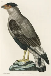 Crested Caracara