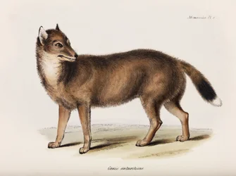 Fox, Falklandské ostrovy, c 1832-1836