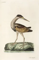 Volavka