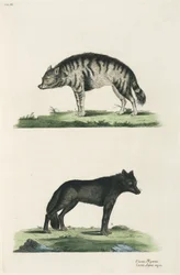 Hyena a vlk