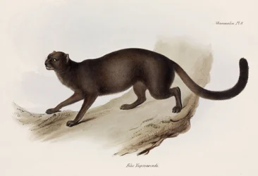 Kočka lasičí nebo vydří, Jižní Amerika, kolem 1832-1836