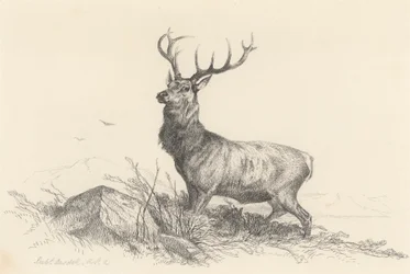 Sentinel