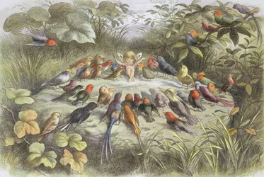 Hudební zkouška v zemi víl, ilustrace z knihy „V zemi víl. Obrazy ze světa elfů“ od Williama Allinghama a Andrewa Langa