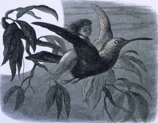Víla (nebo nymfa) jezdící na kolibříku. Ilustrace z „V pohádkové zemi. Série obrázků ze světa elfů"" od Richarda Doyla