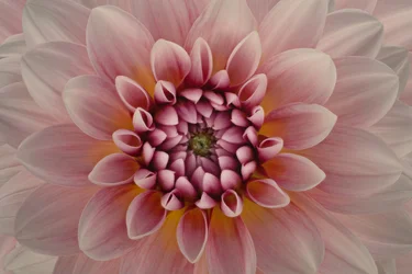 Zářivě růžová dahlia