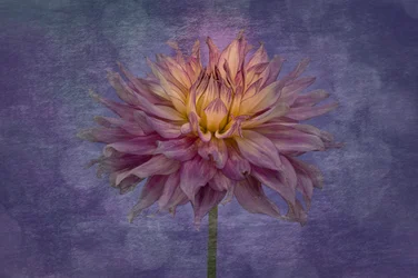 Zářivě fialová dahlia