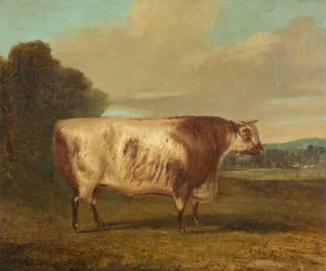 Býk, 1862