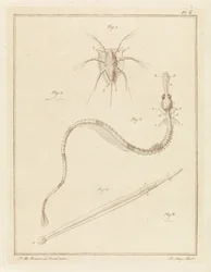 Barnacle, pipefish a arrow červ