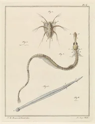 Barnacle, pipefish a arrow červ
