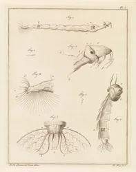 Larvy brouků