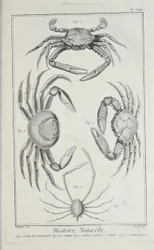 Krabi, ilustrace ze „Sbírky desek, o vědách, svobodných uměních a mechanických uměních s jejich vysvětlením“ od Denise Diderota