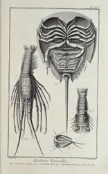 Korýši, ilustrace z 
