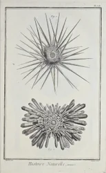 Urchins, ilustrace z 