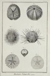 Urchins, ilustrace z 