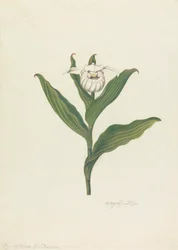 Pantoflíček dámský (Cypripedium Canadense, Calceolus Maria)