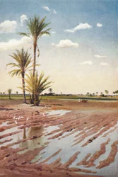 Zavlažované pole, c1880, 1904