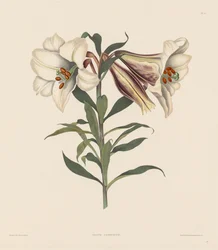 Výběr hexandrijských rostlin, patřících do přirozeného řádu Amaryllidae a Liliacae: Japonská lilie