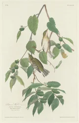 Pěnice podzimní, 1830.