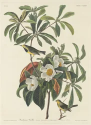 Bachmanův pěnice, 1834.