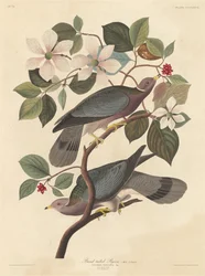 Holub pruhovaný, 1837.