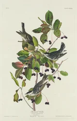 Pěnice černohlavá, 1832.