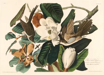 Kukačka černozobá, 1828