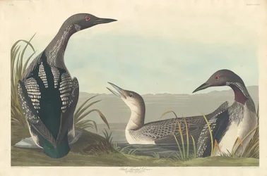 Potápěč černohrdlý, 1836.