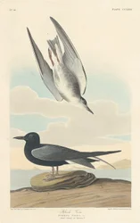 Rybák černý, 1835