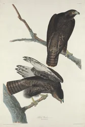 Černý válečník, 1830.