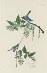 Muškař modrošedý, 1830.