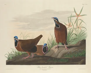 Holub modrohlavý, 1833.