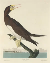 Boby Gannett, 1834.