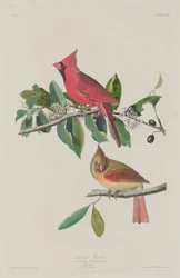 Kardinál Grosbeak, 1833.