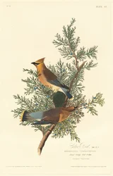 Cedrový pták, 1828.