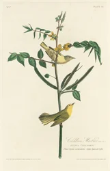 Dětská pěnice, 1828.