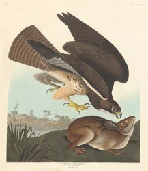 Káně obecné, 1837.
