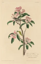 Cuvierův střízlík, 1829.