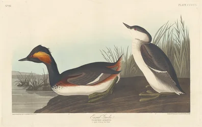 Potápka žlutorohá, 1838.