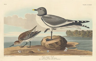 Racek vidloocasý, 1835.