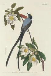 Mucholapka vidlená, 1833.