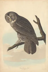 Velká Cinereous Owl, 1837.