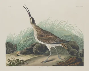 Velký Curlew Eskymáci, 1835.