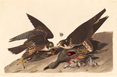 Velký Footed Hawk, 1827.