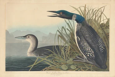 Great Northern Diver nebo Loon, 1836.