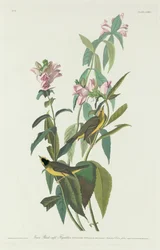 Zelený lejsek černohlavý, 1831