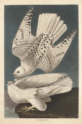 Island nebo Jer Falcon, 1837.