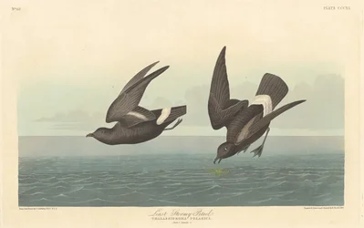 Nejméně bouřlivý bouřlivák, 1836.