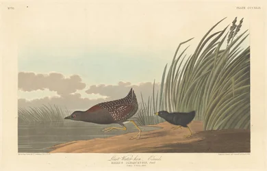 Nejméně vodní slepice, 1836.